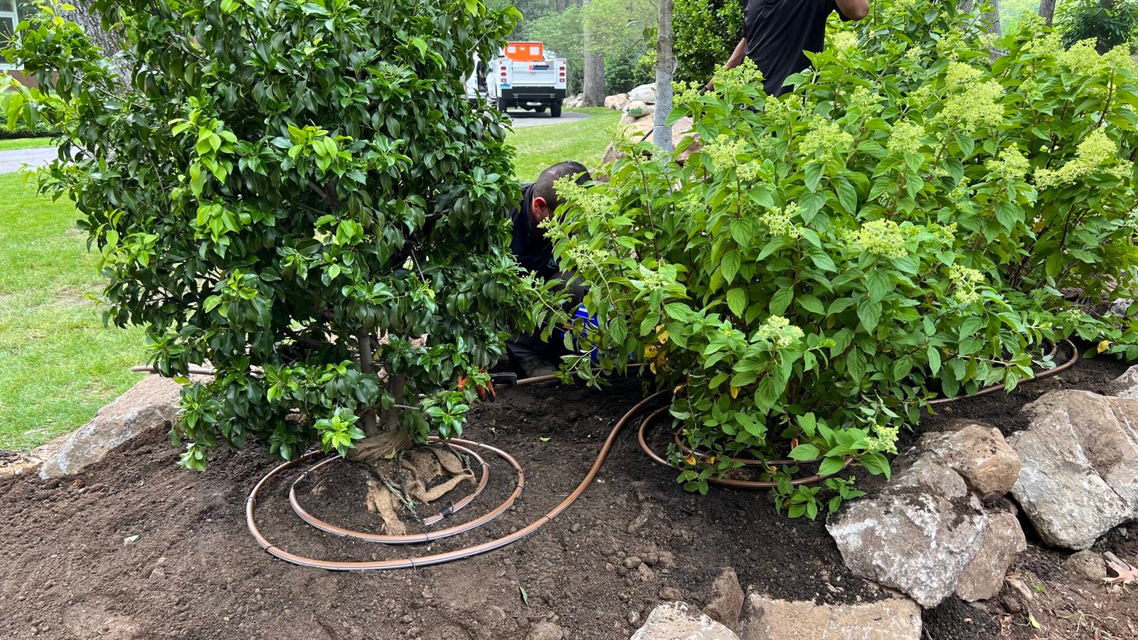Gallery of drip irrigation 